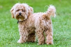 What Problems Are Cavapoos Prone To?